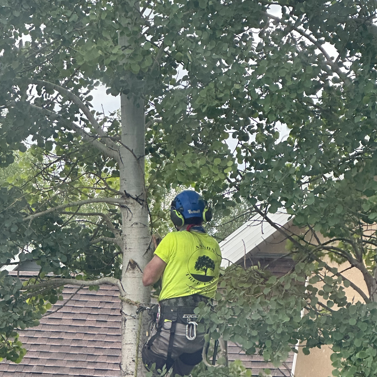 climbing-a-tree-to-trim
